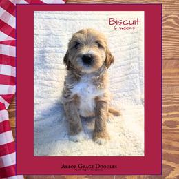 Biscuit - Red  male Goldendoodle puppy in North Conway, New Hampshire from Arbor Grace Doodles