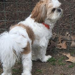 Shih Tzu All Grown Up from Charming Southern Shih Tzu