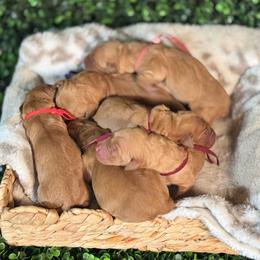 Fia - Dark golden female Golden Retriever puppy in Payette, Idaho from Stonewick Retrievers