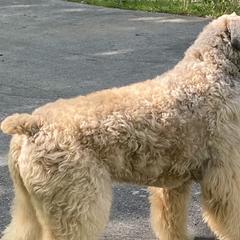 Udolf - Bouvier des Flandres