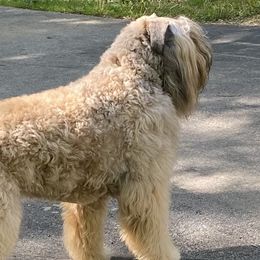 Udolf - Bouvier des Flandres