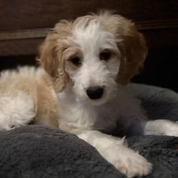 Girl 5 - Parti Goldendoodle puppy in Walker, Louisiana from Southern Oaks Goldendoodles