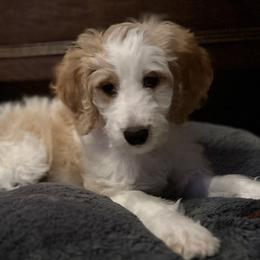 Girl 5 - Parti Goldendoodle puppy in Walker, Louisiana from Southern Oaks Goldendoodles