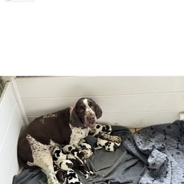 Jewel - English Springer Spaniel