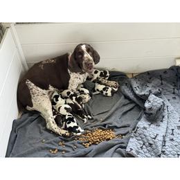 Jewel - English Springer Spaniel