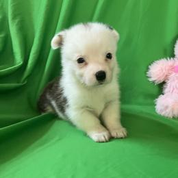 23 Brown collar - White and fawn female Pembroke Welsh Corgi puppy in Port Republic, Maryland from Bestfurends