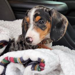 Ares - Dachshund
