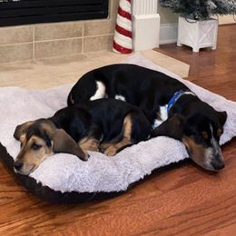 Basset Hound Puppies from Hudson's Hounds