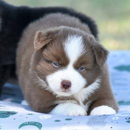 Typhoon - Red & white male Miniature Australian Shepherd puppy in Chickasha, Oklahoma from Rustic Lace