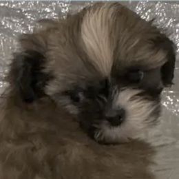 Elbert - Red and white male Shih Tzu puppy in Corpus Christi, Texas from Pam Crump Shih Tzu