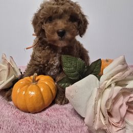 Boy 3 Woody - Poodle puppy from Mariya's Cavapoos