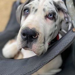 Great Danes from Blue Mountain Great Danes LLC