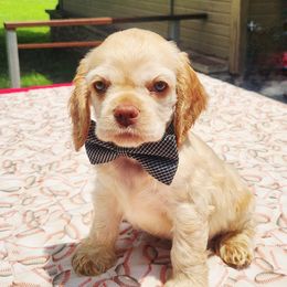 Buff Boy - Buff male Cocker Spaniel puppy in Beggs, Oklahoma from Southern Country Cockers