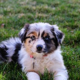 Aussiedoodles, Bernedoodles, and Goldendoodles from JW Doodles