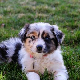 Aussiedoodles, Bernedoodles, and Goldendoodles from JW Doodles
