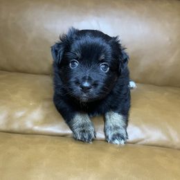 Henry - Black tri male Miniature Australian Shepherd puppy in Brenham, Texas from Stone N Rose Kennels
