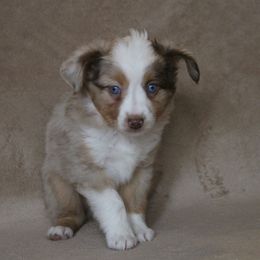 Toy Australian Shepherd Puppies from Richardson Toy and Miniature Australian Shepherds