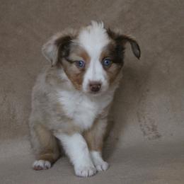 Toy Australian Shepherd Puppies from Richardson Toy and Miniature Australian Shepherds
