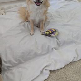 Lacey - Chihuahua
