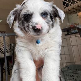 Hurley - male Sporty Mix puppy in Richland, Michigan from Seay's Sporty Mixes