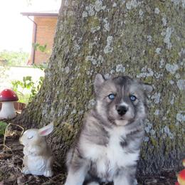 Siberian Husky Puppies from Arctic Circle Kennels