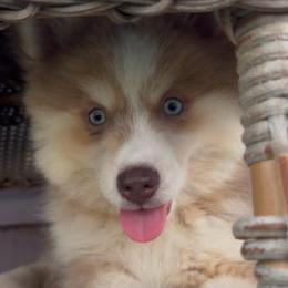 Hero - Merle male Pomsky puppy in Spring Hill, Florida from PDQ Pomskies