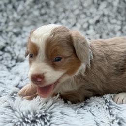 Tito - Red merle male Toy Australian Shepherd puppy in Ambrose, Georgia from Brandilyn's Aussies