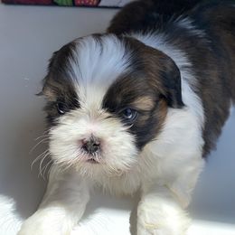 Boy 2 Toby - Tricolor male Shih Tzu puppy in Troy, Michigan from "Shihtzu Best Friend"