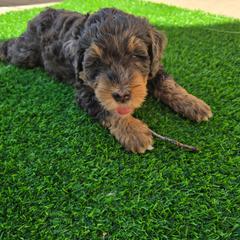 Muddie - female Australian Mountain Doodle puppy in Escondido, California from North County Doodles