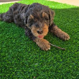 Muddie - female Australian Mountain Doodle puppy in Escondido, California from North County Doodles