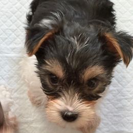 Mounds - Parti female Yorkshire Terrier puppy in Hudson, Florida from MCM Acres