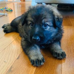 German Shepherd Puppies from Wurdevoll Kennels