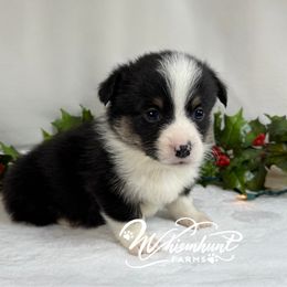 Boss - Black and tan male Pembroke Welsh Corgi puppy in Nashville, Arkansas from Whisenhunt Farms