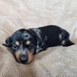 Mary - Dapple female Dachshund puppy in Signal Mountain, Tennessee from Hot Diggity Doxens