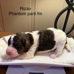 Rizzo - Parti female Poodle puppy in Washington, Pennsylvania from Patriotic Poodles