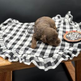 Girl 5 - Chocolate female Cavapoo puppy in Maryville, Missouri from Rolling Acres Doodles and Poodles