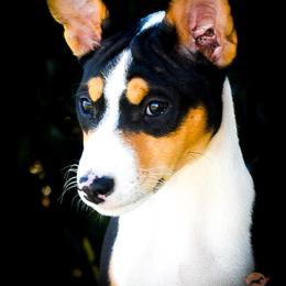 Harry - Tri-color male Basenji puppy in San Diego, California from Triforce Basenjis