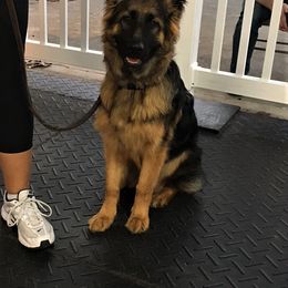 German Shepherd Puppies from Alexanderhof Kennels