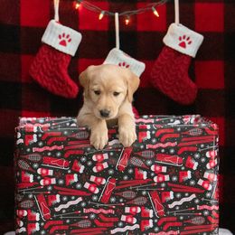 Labrador Retriever Puppies from Sun Ridge Labradors