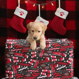 Labrador Retriever Puppies from Sun Ridge Labradors