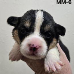 MM-6 - Black and tan male Pembroke Welsh Corgi puppy in Ely, Minnesota from RJ's Corgis