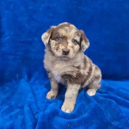 Lee - Red merle female Australian Shepherd puppy in Collinston, Utah from Corbridge Aussies
