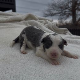 Marty - Blue male Border Collie puppy in Chattanooga, Tennessee from Ross Vegas Kennels