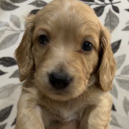Dachshund Puppies from Lakeshore Dachshunds