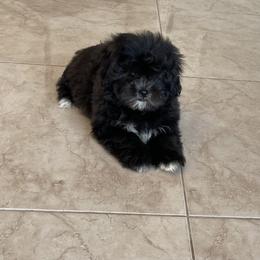 Green collar - Black and white male Shihpoo puppy in Bay City, Texas from Billy's Puppies