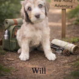 Will Byers - Chocolate merle male Bernedoodle puppy in Bennett, Colorado from Darling Paws, LLC