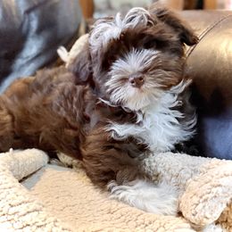 Panda - White female Havanese puppy in Lancaster, South Carolina from 3 Bs Havanese-PUPPIES with  PURPOSE