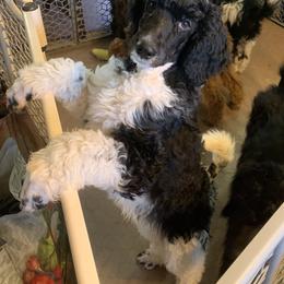 Poodle Puppies from Blue Moon Puppies