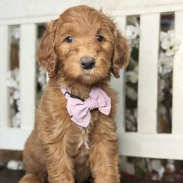 Yasmin -Lavendar collar female - Red  female Goldendoodle puppy in Yuciapa, California from AlltheDoodlez_