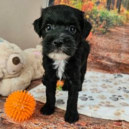 Sal - Black and white male Aussiedoodle puppy in Lebanon, Missouri from Perkins Pups